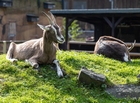 Zoo Krefeld