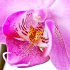 Orchidee 1