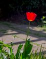 Tulpe erleuchtet im Gegenlicht